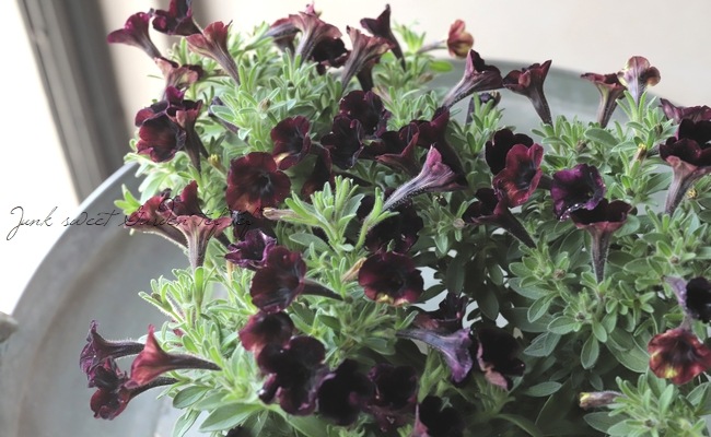 極小輪多花性ペチュニア ヴァルゴ 『ブラックベルベット』 | すべての