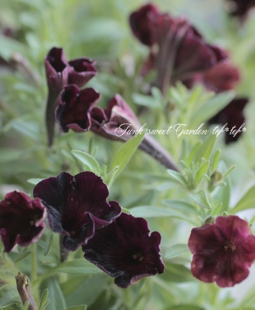 極小輪多花性ペチュニア ヴァルゴ 『ブラックベルベット』 | すべての