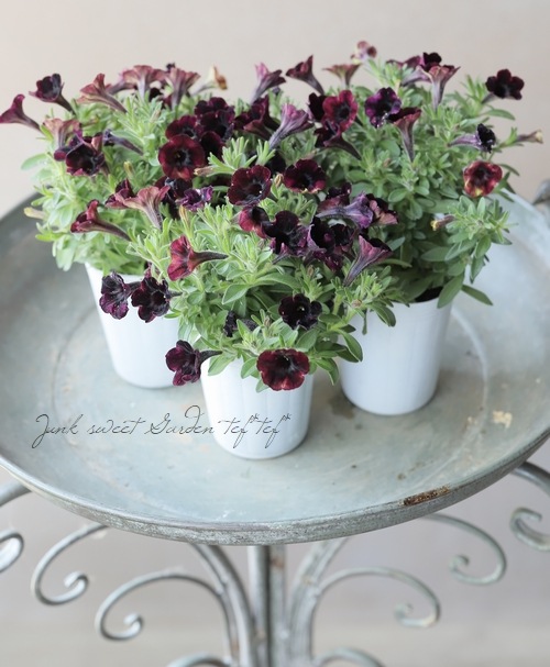 【花苗】ペチュニア　テヌート　極小輪　立ち性　ポットごと発送 楽天市場】極小輪 ペチュニア テヌート 3〜3.5号ポット苗 寄せ植え