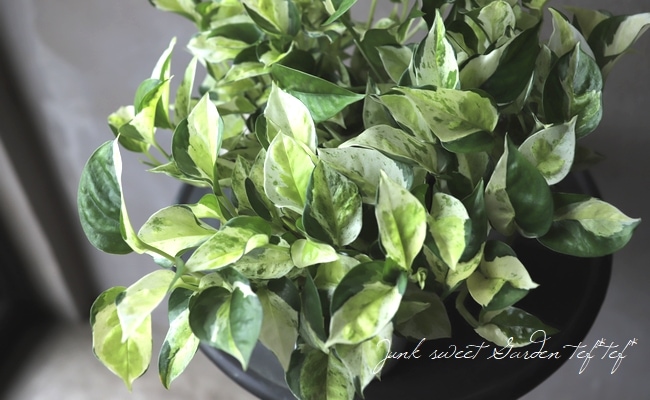 浅岡園芸オリジナル ポトス 『グローバル』 | すべての商品 | | Junk