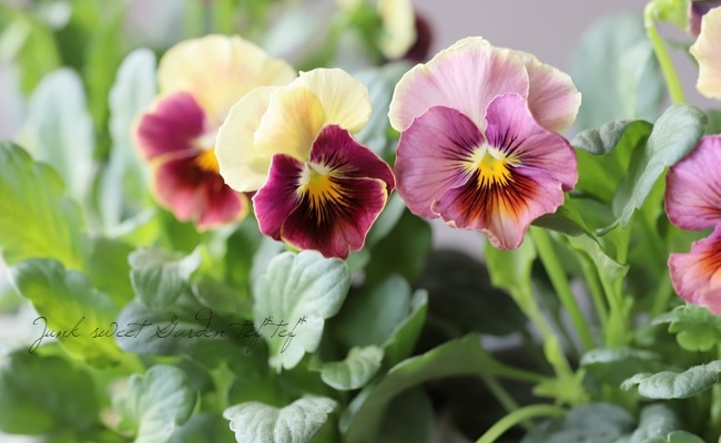 ○松原園芸さんビオラ 『ファルファリア』 No.7 | すべての商品