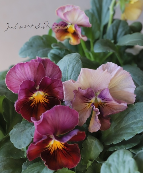 ○松原園芸さんビオラ 『ファルファリア』 No.7 | すべての商品