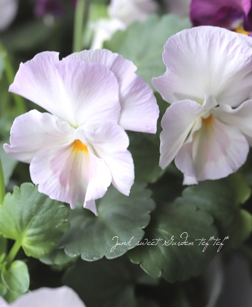 第1位獲得!】 花ここあ様 専用 earth╱プルプレア tdh-latinoamerica.de