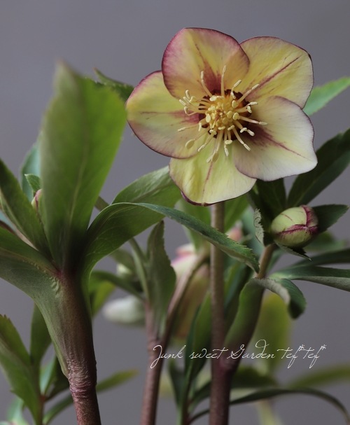 クリスマスローズ 小輪デュメ系 『ゴールドピコティ』 No.D 【大木