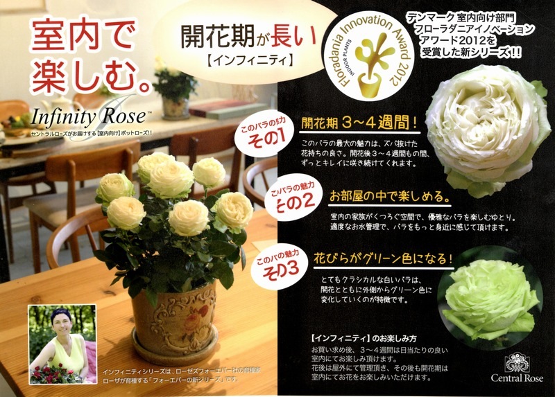 開花期が長い！ミニバラ 『プリンセス・オブ・インフィニティ