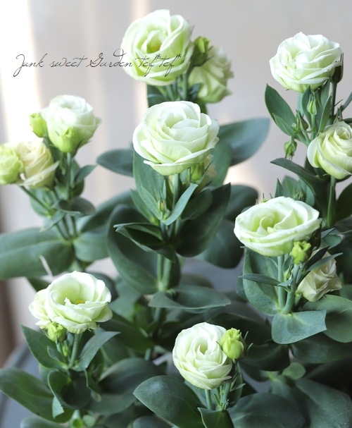 �ȥ륳�����祦�� �إ��������꡼��١�