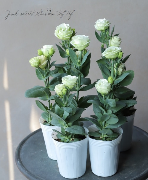 �ȥ륳�����祦�� �إ��������꡼��١�