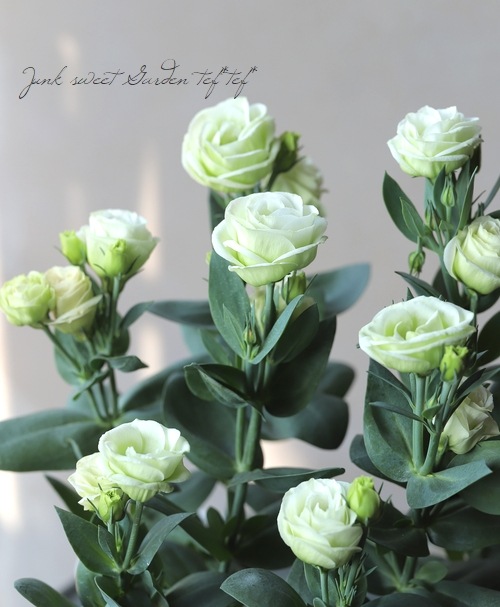 �ȥ륳�����祦�� �إ��������꡼��١�