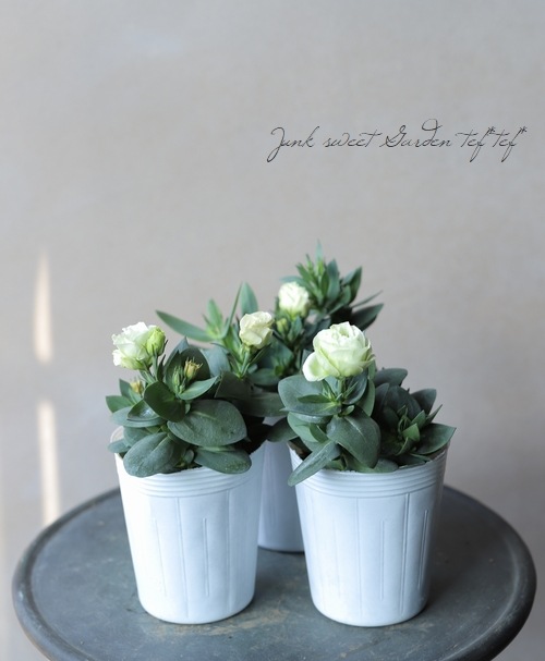 �ȥ륳�����祦�� �إ��������꡼��١�