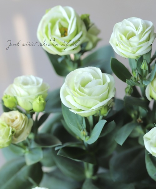 �ȥ륳�����祦�� �إ��������꡼��١�