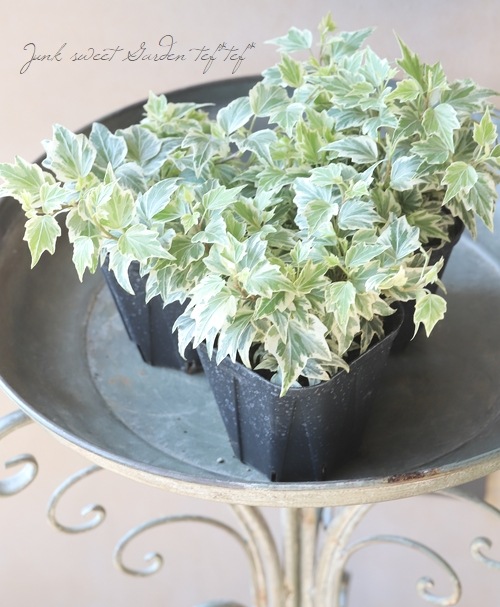 �إǥ顡�إ�ȥ륹�����١��������व��