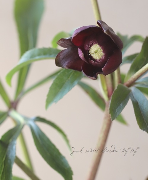 広瀬園芸さん】 クリスマスローズ 『クレオパトラ』 No.9 | すべての