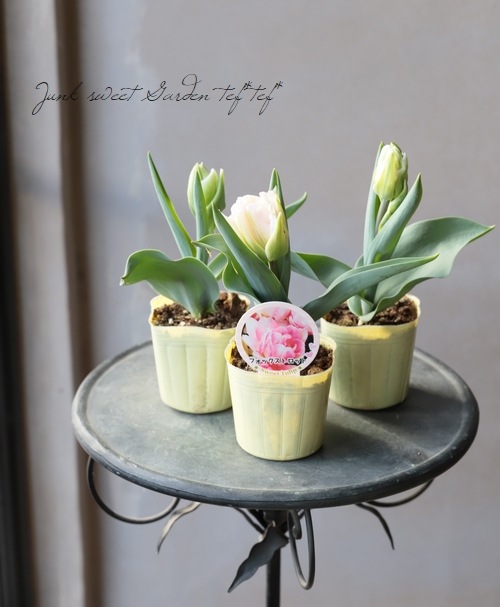 ストレリチア とフォックスフェイスのデイップフラワー ストレリチア