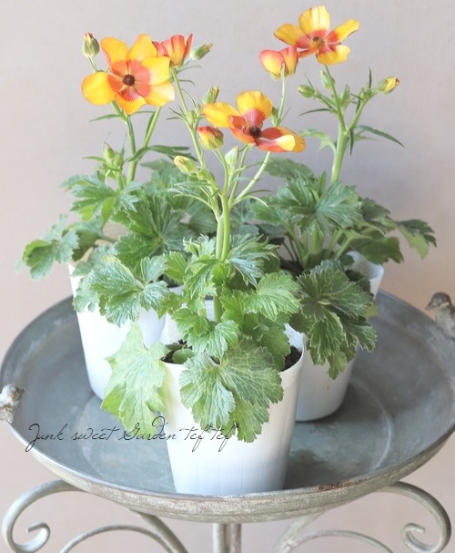 ʥ󥭥饹ɥ륷꡼饻͡إΥ ¿