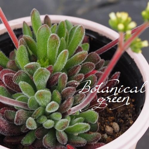 多肉植物】 『プベスケンス』 クラッスラ属 いとうぐりーん | すべての