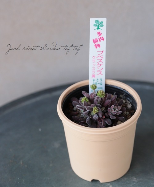 多肉植物】 『プベスケンス』 クラッスラ属 いとうぐりーん | すべての