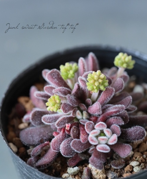 多肉植物】 『プベスケンス』 クラッスラ属 いとうぐりーん | すべての