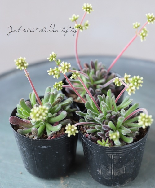 専用　多肉植物　プベスケンス　葉挿し 多肉植物の増やし方・葉挿しにチャレンジしてみよう♬ | タニ
