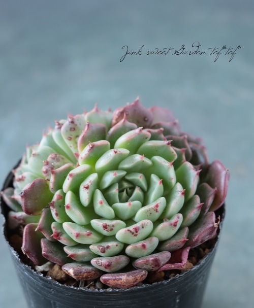 その他多肉植物 nabe 多肉植物】 『美尼王妃晃 -ミニオウヒコウ -』 エケベリア属 いとう