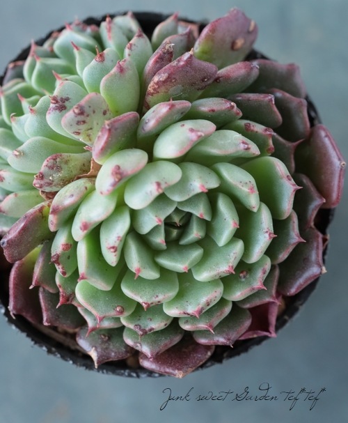 ��¿����ʪ�� ���������޹� -�ߥ˥����ҥ��� -�١������٥ꥢ°�����Ȥ����꡼��