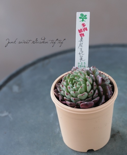 多肉植物】 『美尼王妃晃 -ミニオウヒコウ -』 エケベリア属 いとう