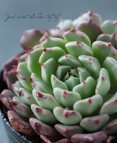 ��¿����ʪ�� ���������޹� -�ߥ˥����ҥ��� -�١������٥ꥢ°�����Ȥ����꡼��