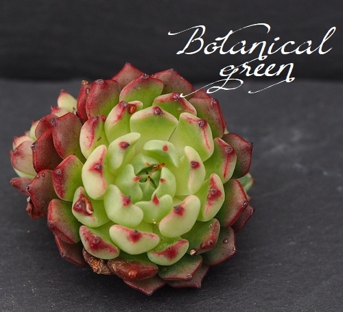 ��¿����ʪ�� ���������޹� -�ߥ˥����ҥ��� -�١������٥ꥢ°�����Ȥ����꡼��