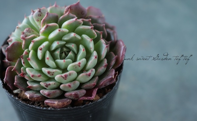 ��¿����ʪ�� ���������޹� -�ߥ˥����ҥ��� -�١������٥ꥢ°�����Ȥ����꡼��