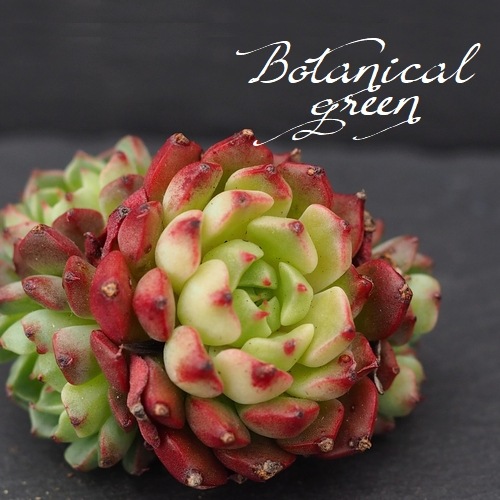 ��¿����ʪ�� ���������޹� -�ߥ˥����ҥ��� -�١������٥ꥢ°�����Ȥ����꡼��