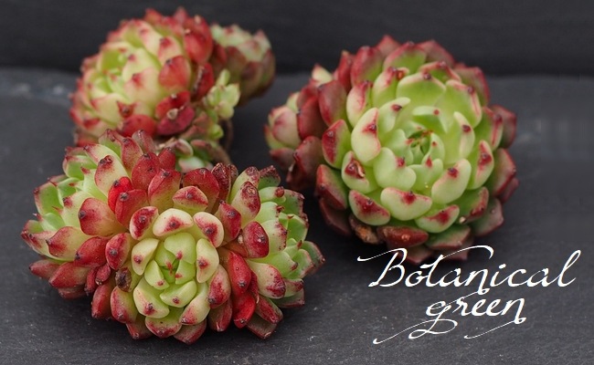 ��¿����ʪ�� ���������޹� -�ߥ˥����ҥ��� -�١������٥ꥢ°�����Ȥ����꡼��