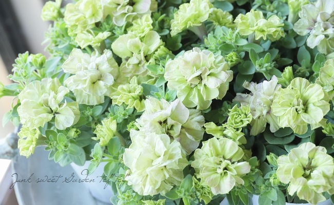 松原園芸オリジナル】 ペチュニア・ヴァンサンカン 『ピンクグリーン