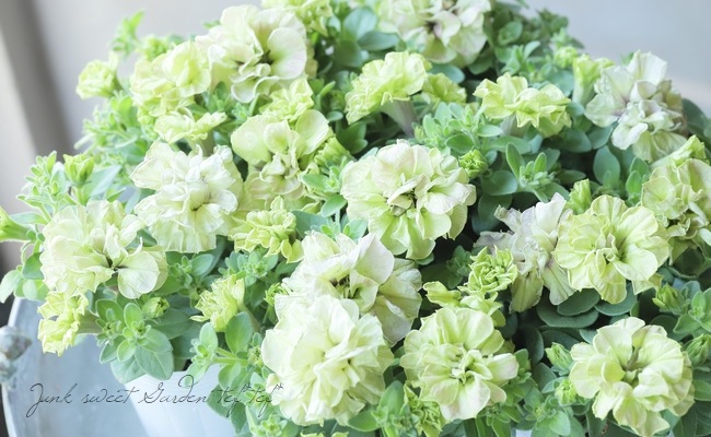 松原園芸さんペチュニア♥ ヴァンサンカン・みどりのヴェール ♥ 3号ポットごと 松原園芸オリジナル】 ペチュニア・ヴァンサンカン 『みどりの