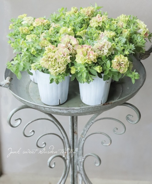 松原園芸さんペチュニア♥ ヴァンサンカン・みどりのヴェール ♥ 3号ポットごと 松原園芸さんペチュニア♥ ヴァンサンカン・みどりのヴェール