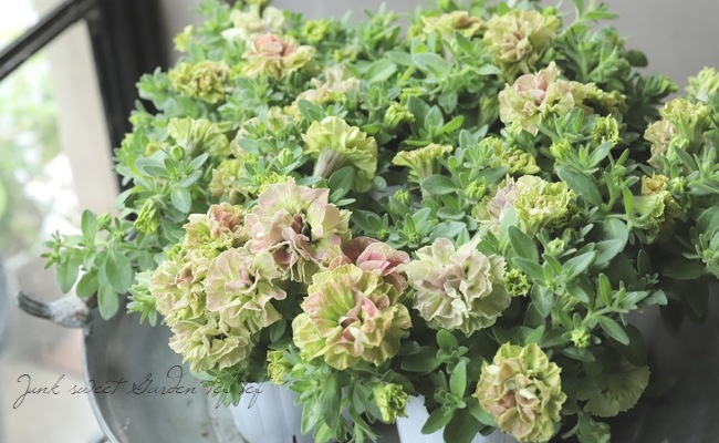 松原園芸オリジナル】 ペチュニア・ヴァンサンカン 『ピンク