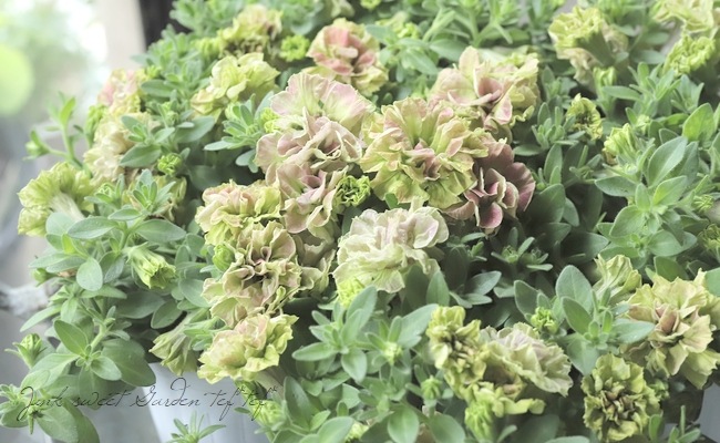 松原園芸オリジナル】 ペチュニア・ヴァンサンカン 『ピンクグリーン