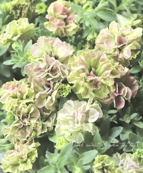 ヴァンサンカンとまろんパレットのふんわり寄せ植え （横長型