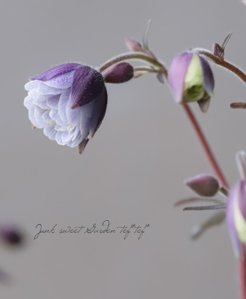 ���ء�Ȭ�ź餭���륪���ޥ�����Ȭ�ťѡ��ץ�� ��C��