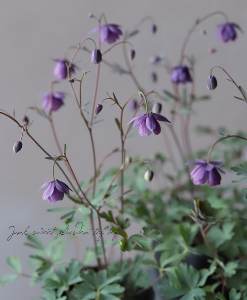 ���ء�Ȭ�ź餭���륪���ޥ�����Ȭ�ťѡ��ץ�� ��C��