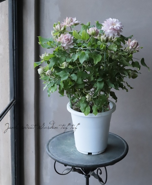 八重咲きクレマチス アンティーク色 春姫 すべての商品 Junk Sweet Garden Tef Tef