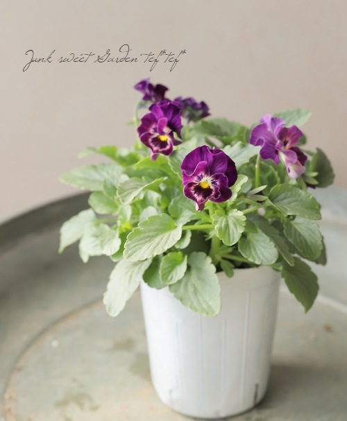 ���ե��餭�ѥ󥸡� �إ�����֥ꥨ�� �ڥ֥롼�ϡ� �����¥��ꥸ�ʥ� ���Ѥ��餭��