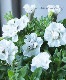 Ȭ�ź餭�ڥ���˥����Х˥饷�꡼�����إ��쥬��ȥۥ磻�ȡ�