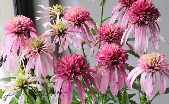 8_000000011831.jpg?1678209903