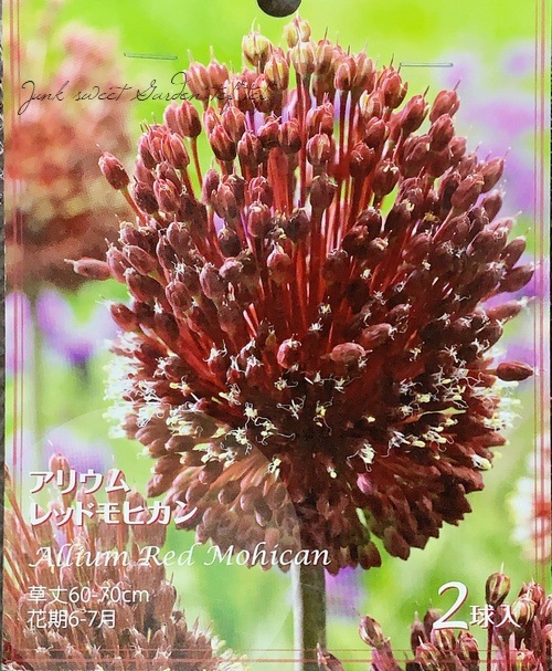 �ڵ庬�� ���ꥦ�ࡡ�إ�åɥ�ҥ���١�