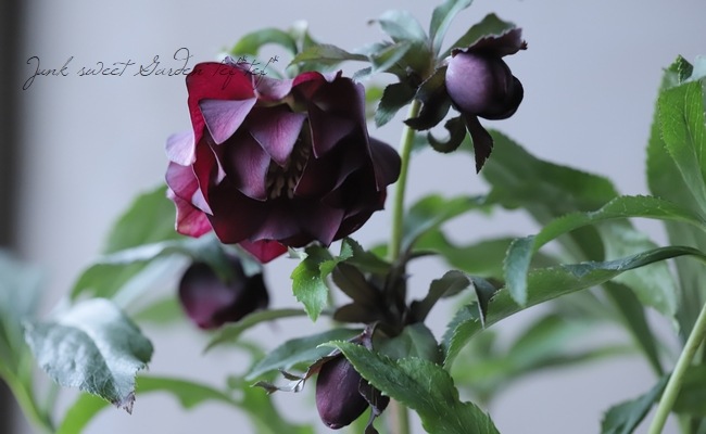 広瀬園芸✨スレートパープル✨ダブル♥クリスマスローズ✨来季用 広瀬園芸✨スレートパープル✨ダブル♥クリスマスローズ✨来季用