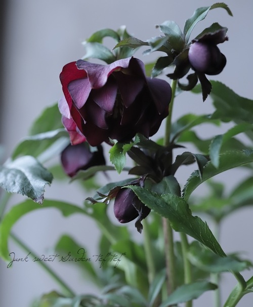 クリスマスローズ 静岡県・杉光園芸 杉山交配 『ダブル小輪多花性