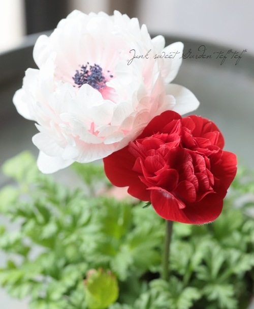 八重咲きアネモネ 『アンアリス』 2色咲き 【Eタイプ】 | すべての商品