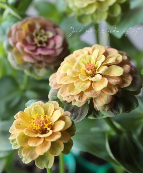 八重咲きジニア 『クイーンMIX』 | すべての商品 | | Junk sweet