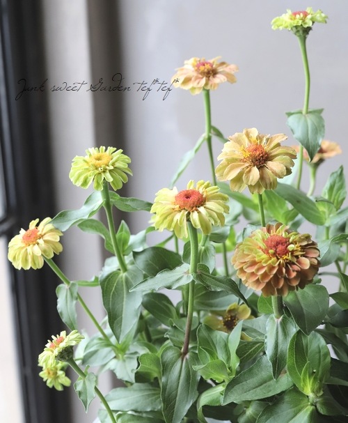 八重咲きジニア 『クイーンMIX』 | すべての商品 | | Junk sweet