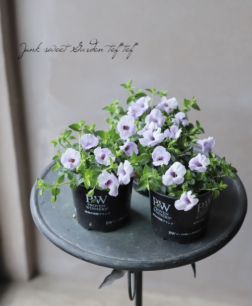 トレニア カタリーナ アイスリバー すべての商品 Junk Sweet Garden Tef Tef