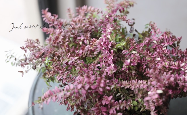 ロニセラ ニティダ オーレア すべての商品 Junk Sweet Garden Tef Tef ロニセラ ニティダ オーレア すべての商品 Junk Sweet Garden Tef Tef
